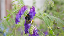 Bumblebee on purple fodder vetch (vicia villosa) flower in garden on windy day