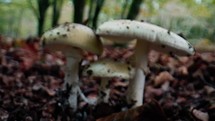 Mushrooms family in Italian mountains at Autumnal season