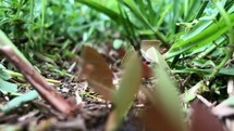 leaf cutter ants 
