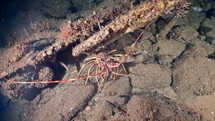 Atlantic Lobster in a wreckage - Atlantic France