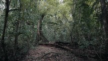 Tropical Jungle With Lush Green Vegetation - handheld shot	