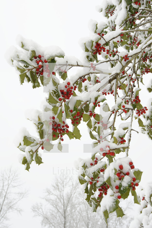 Snow on holly branches with red berries 