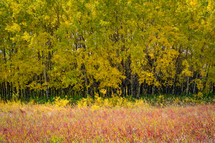 Grove of Autumn Aspen Trees