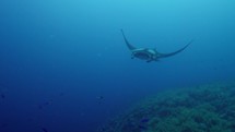 Underwater encounter with an Oceanic Ray Manta in the South of the Egyptian Red Sea