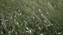 Wind blows green grass in farm field in summer. Green nature landscape.
