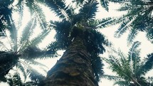 Tropical trees and plant life in the rainforest jungles of Costa Rica