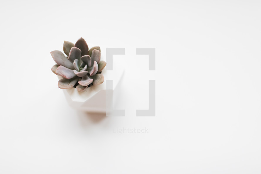 simple succulent plant on a white background 