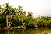 palm trees along a shore in Kau Kau Village 