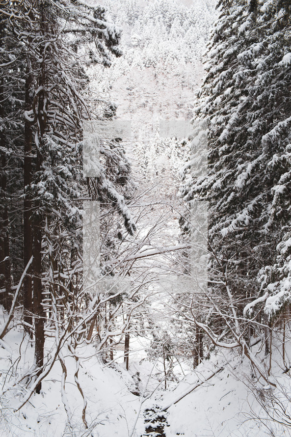 snow in a winter forest 