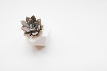 simple succulent plant on a white background 