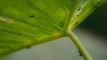 Large ants crawling around and eating a tropical plant 