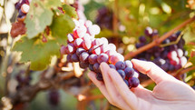 Girl hand touch bunch of red grapes in countryside