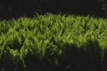 ferns on the ground 