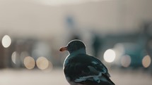 Back View Of Dolphin Gull With Bokeh Background. - close up shot