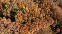 Orange Trees In Autumn Forest In The Italian Mountains Aerial View