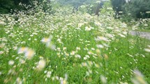 wildflowers in a meadow 