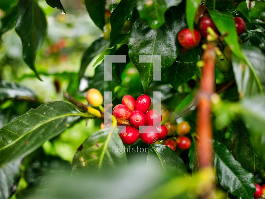 coffee beans in a coffee farm in Honduras 