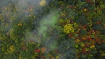 Colorful autumn forest in the fog