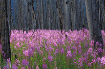 Pink flowers in forest field