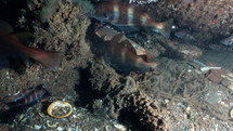 Blue Lobster in a wreckage hunting fishes - Atlantic France