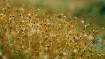 Small flower branches
