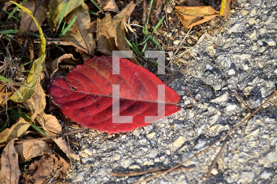 Red leaf on gravel