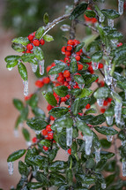 Icicles on holly berries
