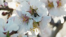 Bee On The Almond Flowers Tree