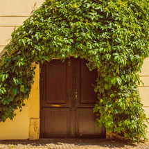 vine over a doorway 