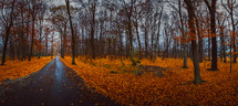 wet road and autumn leaves 