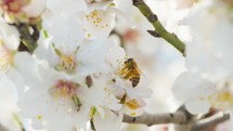 White Almond Flowers And A Little Bee With Pollen