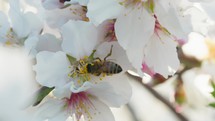 Bee Working On The Almond Flowers Tree