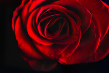red rose in studio 
