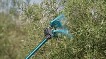 pneumatic harvester in action for olive oil production in Calabria