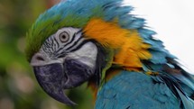 Blue Macaw Parrot Stand On A Tree Of A Zoo