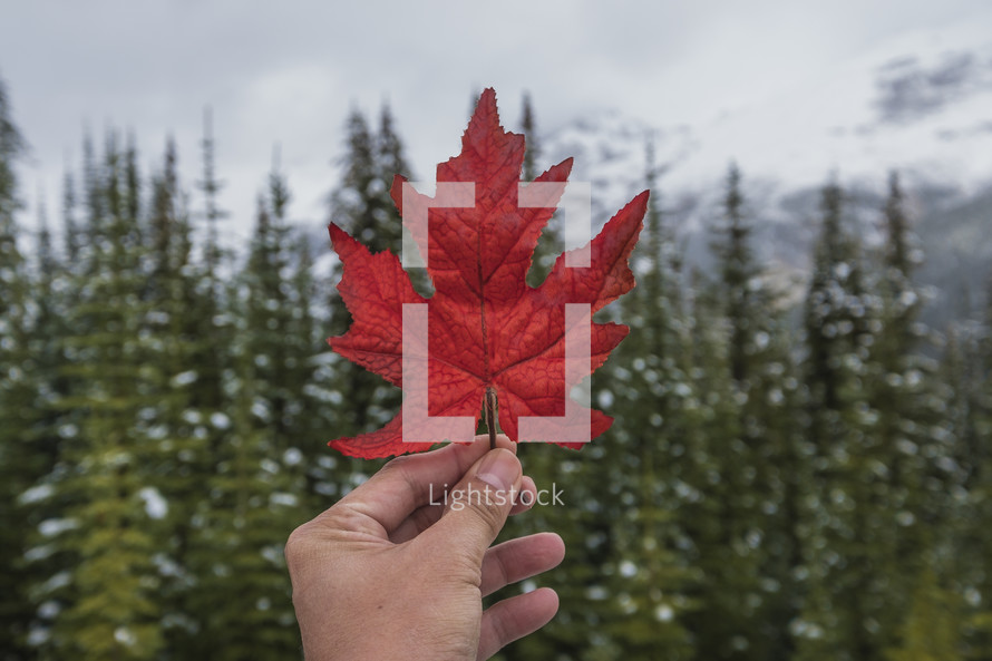 a person holding up a red leaf in front of a forest 