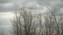 Barren, lifeless, leafless trees in front of rain clouds.