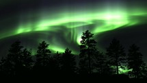 Green Aurora Borealis in the sky above the trees