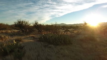 Low aerial of exotic desert cactus at sunset