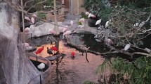 Roseate spoonbills and red herons in the pond