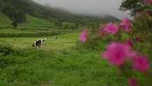 Wide shot of cows sitting in the grass in Sao Miguel, Azores