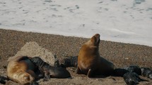 Sea Lions Resting In Peninsula Valdes, Patagonia, Argentina - Close Up	