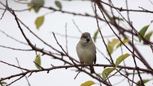 Sparrow perched on tree branch. 