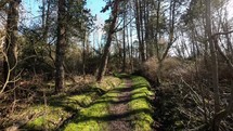 Narrow path through the forest on Langeoog Island, Germany