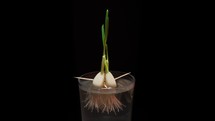 Timelapse of growing green sprout from garlic isolated on black background. The roots of the plant grow in a bowl of water.