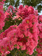 lush crape myrtle blooms in bright pink, vertical image