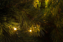 Christmas tree with lights 