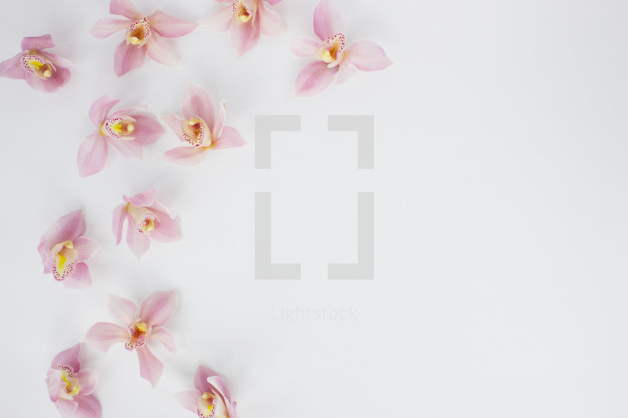 pink orchids on a white background 