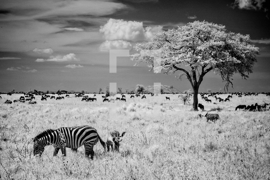 Zebras on an African savannah.