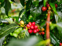 coffee beans in a coffee farm in Honduras 
